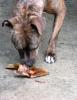 Pig ear dog treat