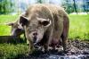 Pigs in mud