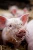 Pig on farm