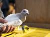 market pigeon