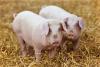 Piglets on hay