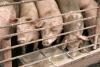 Pigs at trough