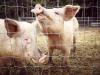 Pigs in pen