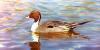 Pintail duck