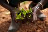 Planting seedlings in Africa