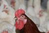 Poultry farm