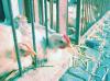 Poultry market