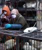 poultry workers 