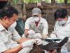 Poultry swabbing in Laos