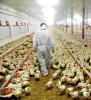 Poultry worker in barn