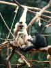 Monkeys