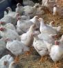 Chicken flock