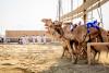 Camels at a racetrack.
