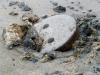 Raw sewage overflow
