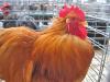 Rooster at fair