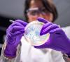Researcher with petri dish culture