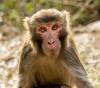 Rhesus macaque