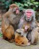 Rhesus macaques