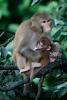 Rhesus monkeys