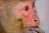 Rhesus monkey