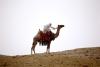 Riding a camel