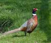 Ring-necked pheasant