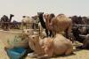 Riyadh camel market
