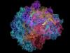 RNA polymerase