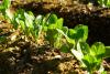 Romaine lettuce in field