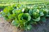 romaine farm