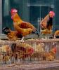 Roosters and chickens