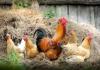 Roosters and chickens