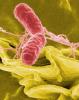 Salmonella