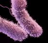 Salmonella