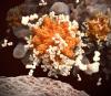 SARS-CoV-2 antibodies