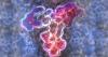 SARS-CoV-2 antibody