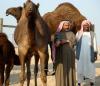 Saudi camel farm