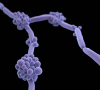 Candida albicans