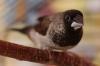 Society finch