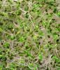 Sprouts