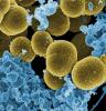 Staphylococcus aureus and white blood cells