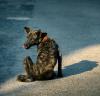 Dog on the street