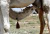 Suckling camel