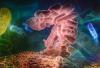 Superbugs