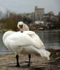 Swan and Windsor Castle