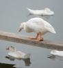 Taiwan ducks