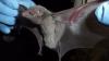 Taphozous perforatus bat