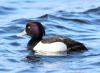 Tufted duck