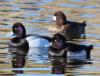 Tufted duck