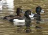 tufted ducks